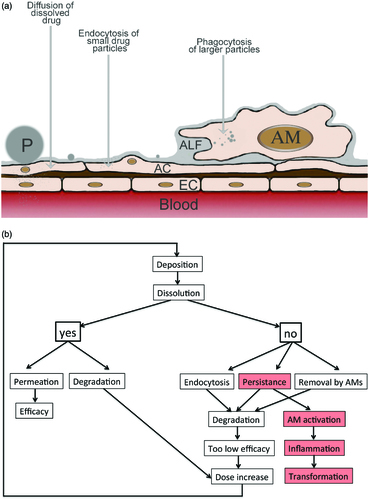 Figure 4. Fate of API formulations in the alveoli as scheme (a) and flow diagram (b). a: Particles can dissolve and diffuse across the alveolar epithelium. Alveolar epithelial cells (ACs) actively ingest small particles while larger particles are phagocytized by AMs. Abbreviations: EC: endothelial cell; P: particle. b: When API particles dissolve fast, either therapeutic levels can be reached in the blood or degradation in alveolar epithelial cells occurs leading to insufficient activity. When dissolution is insufficient small API particles can be taken up by the alveolar epithelial cells and be degraded. AMs can ingest and degrade larger particles that persist at the alveolar barrier. Degradation may result in low systemic drug levels and be counteracted by increase of the applied dose. Persistent particles may also activate AMs and cause inflammation and tissue transformation.