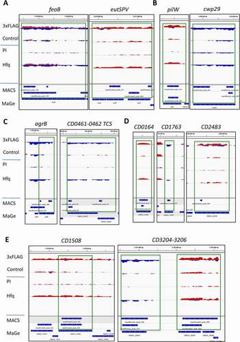 Figure 3. Visualization of RIP-seq data for mRNAs with IGV. Representative examples from different functional groups of mRNAs are presented in A) host-adaptation related genes, B) for type IV pili, adhesion, surface protein-encoding genes, C) for regulatory and signalling pathways including quorum sensing, two-component systems and transcriptional regulatory genes, D) for membrane proteins and transporter genes, E) for metabolism genes. The IGV visualization is presented as in. Fig. 2