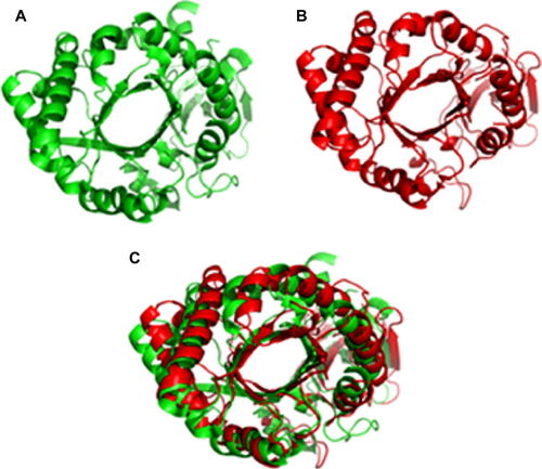 Figure S7 Representation of chitinase homology model by ESyPred3D program.Notes: (A) Chitinase homology model. (B) Template of chitinase model – human chitotriosidase (1GUV_A). (C) Chitinase homology model superimposed with template.