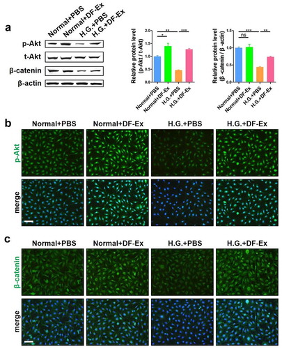 Figure 5. DF-Ex alleviated high glucose damage to HUVECs through the Akt/β-catenin pathway in vitro. (a) The expression levels of p-Akt, t-Akt and β-catenin in HUVECs were detected through western blotting (β-actin as the internal control for β-catenin, t-Akt as the internal control for p-Akt, n = 3). (b) The expression and localization of p-Akt in HUVECs was analyzed through IF (scale bar = 100 μm, n = 3). (c) The expression and localization of β-catenin in HUVECs was detected through IF (scale bar = 100 μm, n = 3). (a–c) *p < 0.05, **p < 0.01, ***p < 0.001, ns: no significance