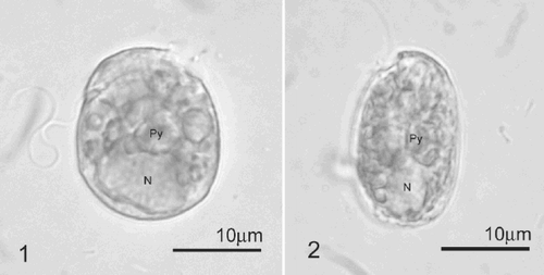 Figs 1–2. Light micrographs of Pileidinium ciceropse, gen. et sp. nov. Fig.1. Lateral view. The epitheca is pointed toward the dorsal side. Fig. 2. Ventral view. Abbreviations: N; nucleus, Py; pyrenoid.