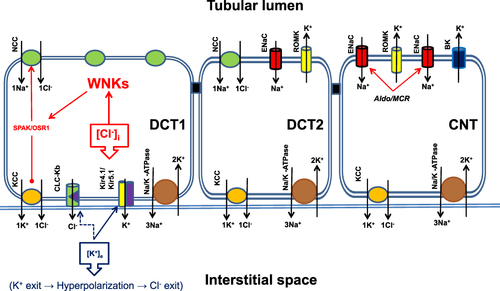 Figure 3 Solute Transport in the distal nephron. The main sodium carrier in the early segment of the distal nephron (DCT1) is the sodium/chloride cotransporter NCC, which is almost exclusively expressed in this segment of the nephron. Next, NCC was expressed in the first portion of DCT2 and gradually replaced by ENaC. In the connecting tubule (CNT), only ENaC is expressed, accompanied by the potassium-excreting channels ROMC and BK-channels. The potassium excretion capacity of this nephron segment depends on the amount of solute and sodium delivered by DCT1 and the presence of aldosterone. The activity of NCC is regulated by WNK kinases, which are regulated by the intracellular chloride concentration. Low intracellular chloride concentrations increase WNKs activity, and hence NCC activity. Extracellular potassium concentration is sensed by DCT1 via the inwardly rectifying potassium channel Kir4.1 located at the basolateral membrane of DCT1. A low extracellular potassium concentration activates heterodimers of Kir4.1/Kir5.1 potassium channels and increases the efflux of intracellular potassium to the extracellular space, which produces membrane hyperpolarization and activation of the chloride channel CLC-Kb. Chloride efflux reduces intracellular chloride concentration and activates WNKs, which in turn activates NCC and increases NaCl reabsorption by this segment of the nephron, consequently reducing sodium delivery to DCT1 and CNT. This sequence of events favors the reduction of potassium excretion by the distal nephron to conserve the extracellular potassium balance. Opposite events occurred in patients with increased extracellular potassium concentrations.