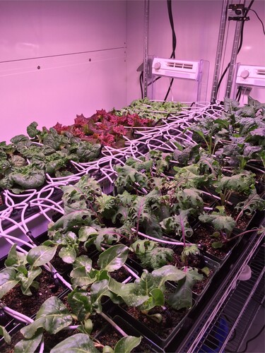 Figure 1. Leafy vegetable crops grown in a controlled environment chamber to study CO2 effects. White tubes are irrigation drip lines. All plants were grown in 10-cm square pots and watered to excess several times daily with a complete nutrient solution.