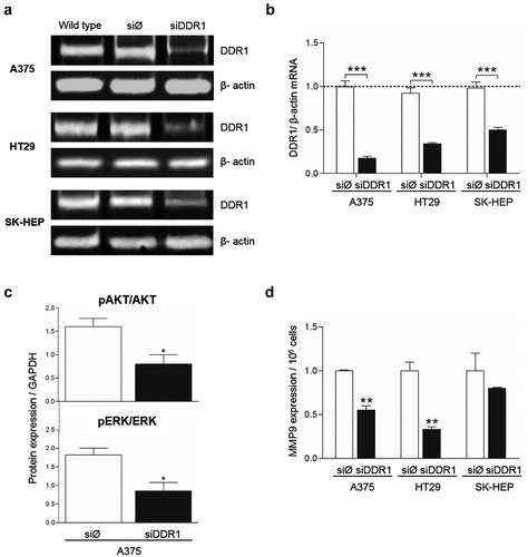 Figure 5. Silencing of DDR1mRNA in A375, HT29 and SK-HEP cells reduces their expression of MMP9. Cells were transiently transfected with DDR1 silencing RNA (siDDR1) or with an irrelevant siRNA (siØ). (a) Representative RT-PCR analysis of DDR1 expression in the cells 72 hours after transfection. WT: non-transfected cells. (b) Computer-assisted semi-quantification of DDR1 mRNA expression in the cells after transfections (as fold of wild type values). (c-d) Transfected A375 cells received collagen I. Two hours afterward, supernatants were collected and cells were lysed. (c) ELISA for pAKT, AKT, pERK and ERK in A375 cell lysates. (d) Computer-assisted semi-quantification of MMP9 zymograms of the supernatants. Data are presented as the means ± standard error, n = 3 (*P < 0.05, **P < 0.001, ***P < 0.0001)