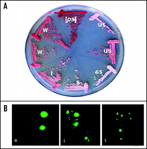 Figure 2 (A) γ+ variants of strain 74-D694 identified by Eric Fernandez-Bellot. W, weak; i, intermediate; s, strong; ss super-strong; us, unstable. (B) Sup35-GFP aggregates in different variants.