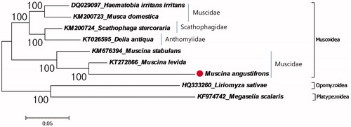 Figure 1. Molecular phylogeny of M. angustifrons in the superfamily Muscoidea. The complete mitochondrial genomes for reconstruction of phylogenetic tree retrieved from GenBank and the records belonging to the superfamily Opomyzoidea and Platypezoidea chosen as representative of outgroup. M. angustifrons record marked with a dot.