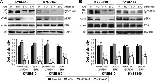 Figure 6 KIAA1522 activates ERK signaling pathway in ESCC cells.