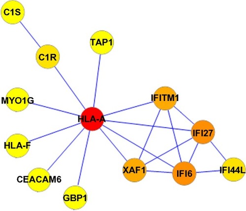 Figure 2 Protein–protein interaction network in COPD patients. Nodes with colors from yellow to red represent different degrees. The lowest degree, 1, is represented by yellow and the highest degree, 10, by red.Abbreviation: COPD, chronic obstructive pulmonary disease.