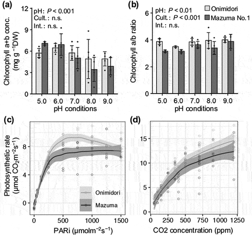 Figure 4. Effects of rhizosphere pH on chlorophyll concentrations and photosynthetic capacity of two wasabi cultivars, ‘Onimidori’ and ‘Mazuma No.1’.