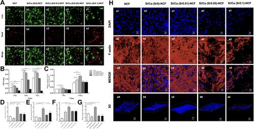 Figure 7 The hDPCs response to the Si/Ca(Sr)-NCF mats. (A) The Live/Dead fluorescent dyeing of hDPCs after cultured with Si/Ca(Sr)-NCF mats for 1 day. (B) The CCK-8 results revealed the cell proliferation at time points of day 1, 7 and 14. (C) The ALP activity of the hDPCs at day 7 and 14. (D–G) Gene expression levels of osteogenesis-related markers: (D) ALP, (E) OCN, (F) Runx2, (E) OPN. (H) The cell adhesion with the Si/Ca(Sr)-NCF mats represented by the florescence images of the cell skeletons. *p < 0.05, **p < 0.01, ***p < 0.001.