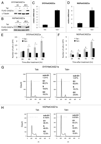 Figure 1. Restoration of CASZ1 suppresses NB cell proliferation and inhibits the cell cycle. Full-length FLAG-tagged CASZ1a in Tet-on vector was stably transfected into SY5Y (A) and NGP (B) neuroblastoma cell lines that express Tet repressor. Induction of CASZ1a expression by Tet (1 µg/mL) was visualized by immunoblotting whole-cell lysate with anti-FLAG antibody. The fold induction of CASZ1 mRNA at 24 h was detected by real-time PCR in SY5Y (C) and NGP (D). Restoration of CASZ1a in SY5Y (E) and NGP cells (F) inhibited cell proliferation (*P < 0.005; #P < 0.05). FACS analysis documenting the cell cycle distribution of SY5Ytet CASZ1a (G) or NGPtetCASZ1a (H) upon restoration of CASZ1a for 2 d.