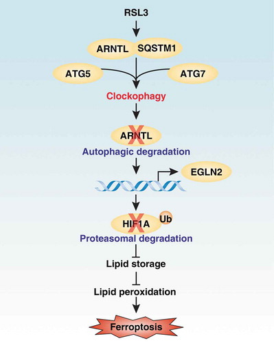Figure 1. Effects of clockophagy on ferroptosis. Clockophagy promotes ferroptosis through the autophagic degradation of ARNTL via the cargo reseptor SQSTM1 and core autophagy components ATG5 and ATG7. The degradation of ARNTL can promote EGLN2 transcription, which leads to the proteasomal degradation of HIF1A. Consequently, the downregulation of HIF1A limits lipid storage and finally increases lipid peroxidation during ferroptosis.