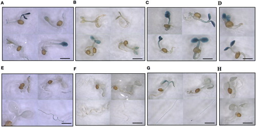 Figure 3. FDH promoter activity in A. thaliana progeny seedlings from plants grown in vitro at different Mo and Fe supply. Vu::GUS A. thaliana seeds produced from plants grown in vitro on AIS medium at various Mo and Fe concentrations were germinated on water-soaked paper and stained for GUS activity after (A,B,C,D) three or (E,F,G,H) ten days from germination; (A, E) control (0.2 μM Mo, 50 μM Fe); (B, F) Mo deprivation (0 μM Mo, 50 μM Fe); (C, G) Mo excess (5 μM Mo, 50 μM Fe); (D,H) Fe deficiency (0.2 μM Mo, 5 μM Fe). Bars = 1 mm.