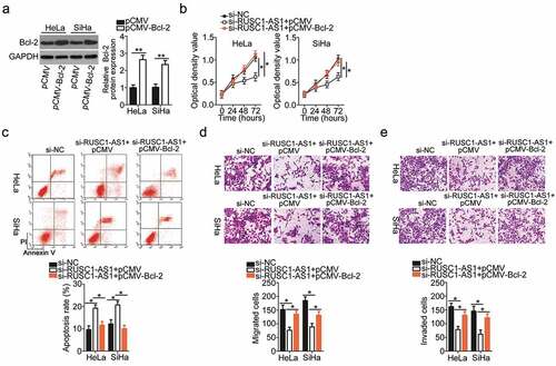 Figure 6. Restoration of the Bcl-2 level abrogates the impact of RUSC1-AS1 knockdown on the malignant phenotype of cervical cancer cells. (a) Bcl-2 protein expression was confirmed in the pCMV-Bcl-2–transfected or pCMV-transfected HeLa and SiHa cells by western blotting. (b–e) Si-RUSC1-AS1 was cotransfected with either pCMV-Bcl-2 or pCMV into HeLa and SiHa cells. Measurement of proliferation, apoptosis, migration, and invasiveness of the above-mentioned cells was performed by the CCK-8 assay, flow-cytometric analysis, and migration and invasion assays, respectively. *P < 0.05 and **P < 0.01