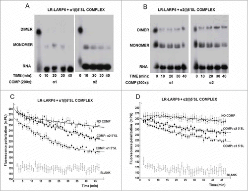 Figure 4. Temporal dissociation of LR-LARP6 complexes formed on α1(I) and α2(I) 5’SL RNAs. (A) Temporal decay of LR-LARP6/α1(I) 5’SL complex analyzed by gel mobility shift. LR-LARP6 was pre-bound to radio-labeled α1(I) 5’SL RNA for 10 min on ice. 200-fold molar excess of unlabeled α1(I) 5’SL RNA (left panel) or α2(I) 5’ SL RNA (right panel) was added, incubated for the indicated time periods and all reactions were loaded at the same time on the gel and visualized by autoradiography. (B) The same experiment with LR-LARP6 pre-bound to radio-labeled α2(I) 5’SL RNA C. Temporal decay of LR-LARP6/α1(I) 5’SL complex measured by FP. Saturating amounts of LR-LARP6 were added to fl-5’SL RNA for 10 minutes and 200-fold molar excess of unlabeled α1(I) 5’SL RNA (circles) or unlabeled α2(I) 5’SL RNA (squares) or no competitor (triangles) was then added. 2 minutes after addition of the competitors FP was read every 1 minute for 45 minutes and FP readings were plotted against time (FP of fl-5’SL RNA alone was not subtracted from the FP of fl-5’SL RNA/LR-LARP6 in this experiment). Blank; FP of fl-5’SL RNA alone. (D) Temporal decay of LR-LARP6/α2(I) 5’SL complex measured by FP. The same experiment as in C, except the complex on α2(I) fl-5’SL RNA was pre-formed and competed out.