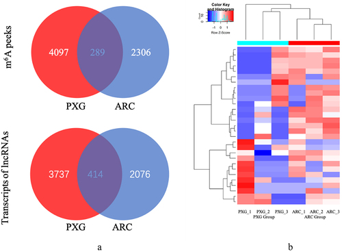 Figure 2. The alterations of m6A-related lncRnas in the aqueous humour of PXG and ARC. (a) Venn diagrams show 289 overlaps of m 6A peaks and 414 overlaps of m6A- modified transcripts. (b) Hierarchical clustering presents the different lncRNA m6A methylation levels of PXG and ARC. Abbreviations: PXG, pseudoexfoliation glaucoma; ARC, age-related cataract.