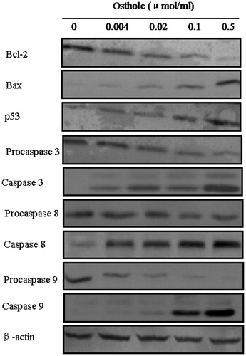 Figure 6. Western blot analysis of protein extracts obtained from HepG2 cells treated with 0, 0.004, 0.02, 0.1 and 0.5 μmol/ml of osthole, respectively. Total protein extracts were prepared after treatment for 24 h, and analyzed with antibodies to p53, Bcl-2, Bax, procaspase-3, -8 and -9.