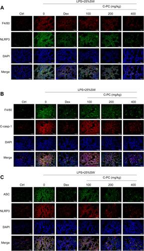 Figure 7 C-PC inhibits the formation of NLRP3 inflammasome complex in pulmonary macrophages.