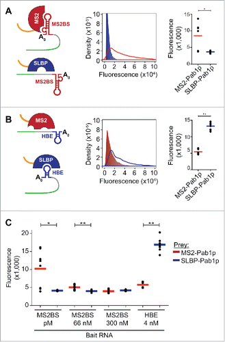 Figure 2. PRIMA Validation. (A) The MS2BS stem-loop RNA bait was tested with its known RBP partner MS2 and a non-binding RBP SLBP. Kernel density plot vs. GFP fluorescence: positive interaction (red curve) and negative control interaction (blue curve). Dot plots show the peak fluorescence for each of the 8 replicates. The bar represents the mean of 8 independent replicates. (**p<0.01, *p<0.05, student's t-test). (B) The same experiment as Part A, only the HBE stem-loop is the RNA bait with its partner SLBP, while the MS2 RBP is the negative control. Kernel density plot vs. GFP fluorescence: positive interaction (blue curve) and negative control interaction (red curve). (C) High (MS2BS pM) and medium (MS2BS 66 nM) RNA-RPB affinity interactions can be detected by PRIMA for the MS2 RBP, while low affinity (MS2BS 300 nM) and non-specific (HBE 4nM) interactions cannot be detected. The bar represents the mean of 8 independent replicates. (**p<0.01, *p<0.05, student's t-test).
