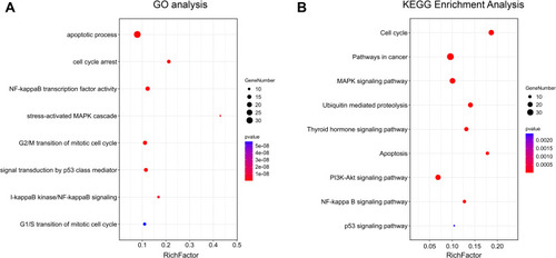 Figure 3 Functional enrichment analysis. (A) GO biological process (BP) analysis. Enrichment scores are shown on the X axis, while GO terms enriched with target genes are shown on the Y axis. (B) The related pathways of triptolide in treating thyroid cancer. The enrichment scores are listed on the X axis, while target gene-enriched items are shown on the Y axis.