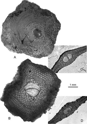 Figure 24. A–D, Lepidocyclina ocalana Cushman. A, B, equatorial sections of megalospheric individuals; C, D, axial sections of megalospheric individuals. A, P-562(491); B, P-562(481); C, P-562(499); D, P-562(498). Jicotea Formation (P-562).