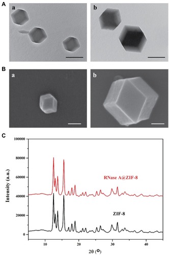 Figure 1 (A) The TEM images of ZIF-8 (a) and RNase A@ZIF-8 nanoparticles (b). Scale bar: 200 nm. (B) The SEM images of ZIF-8 (a) and RNase A@ZIF-8 nanoparticles (b). Scale bar: 200 nm. (C) The XRD pattern of ZIF-8 and RNase A@ZIF-8 nanoparticles.