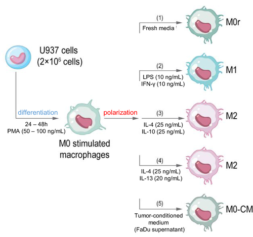 Figure 1 Polarization of macrophages. Schematic presentation of PMA-induced U937 cell differentiation into M0 macrophages and their subsequent polarization into M1 and M2 macrophages using polarizing agents and tumor-conditioned medium.