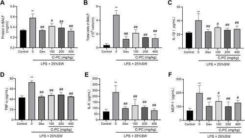 Figure 2 C-PC ameliorates inflammation in the LPS and SW-induced ALI in mice models.