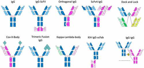 Figure 2. Schematics of 4-chained antibodies rendered in abYdraw. The AbML to generate these images is included in Supplementary File 2.