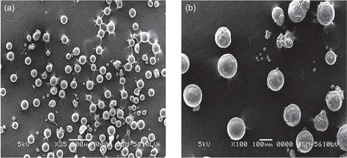 Figure 1.  Scanning electron micrograph of plumbagin-loaded chitosan microspheres (a) ×35 and (b) ×100.