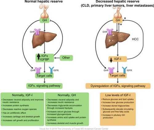 Figure 2 Roles and regulations of IGF-I in relation to GH in both normal and reduced hepatic reserve.