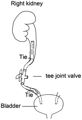 Figure 1. The operative model of PUUO. Ureteral stumps were implanted and fastened by two F6 ureteral catheters connected by a tee joint valve.