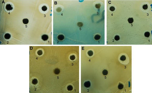 Figure 6 Antimicrobial activity of chitosan-copper nanoparticle compounds 1 (0.05 wt%), 2 (0.1 wt%), 3 (0.2 wt%), and 4 (0.5 wt%), and 5 (chitosan) against bacteria and yeast using the disk agar diffusion method. Photographs of chitosan-copper nanoparticles and (A) methicillin-resistant Staphylococcus aureus, (B) Pseudomonas aeruginosa, (C) Salmonella choleraesuis, (D) Bacillus subtilis, and (E) Candida albicans.