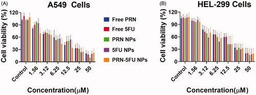 Figure 4. In vitro proliferation outcomes of the synthesized 5FU NMs, PRN NMs, and PRN-5FU NMs. A-B) Cell proliferation of human lung carcinoma cells (HEL-299 and A549) after the treatment with 5FU NMs, PRN NMs, and 5FU-PRN NMs for 24 h. (C) Cell proliferation of HUVEC non-cancer cells following the treatment with different nanoparticles for 24 h.