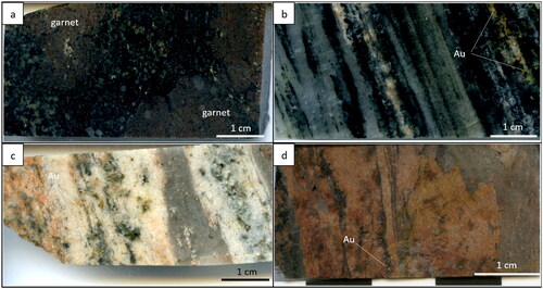 Figure 3. Images of samples selected for mineral geochemistry and P–T work including: (a) garnet-bearing amphibolite at ∼800 m north of Tick Hill pit (sample TH99); (b) gold-bearing, amphibole-rich calc-silicate (sample TH46); and (c, d) quartz–feldspar mylonite (samples TH55, THM22, respectively).