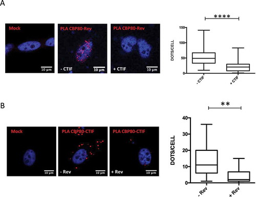 Figure 5. And interferes with the Rev-CBP80 interaction