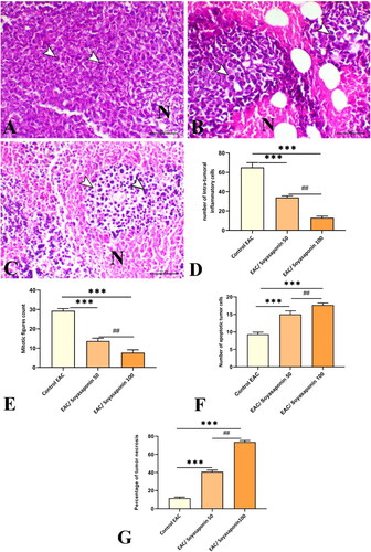 Figure 7. Effect of Soyasaponin IV (50 and 100 mg/kg) on histopathological changes in tumor specimen isolated from EAC control group (A), EAC/Soyasaponin IV (50 mg/kg) group (B) and EAC/Soyasaponin IV (100 mg/kg) treated group(C). Quantitative scoring of inflammatory cells (D), mitotic figures in tumor cells (E), and number of apoptotic tumor cells (F) within the Ehrlich’s carcinoma solid tumors. ***P < 0.001 vs. EAC control group, ##P < 0.001 vs. Soyasaponin IV (100 mg/kg) treated group.