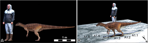 Figure 4. Life reconstruction of a hypothetical trackmaker based on the Fireclay Caverns-Site A1 trackway, Mount Morgan, Lower Jurassic (Sinemurian) Razorback Beds. A, a hypothetical Mount Morgan ornithischian trackmaker (based on Pisanosaurus) to scale with a 1.75 m human; B, a screenshot of the hypothetical Mount Morgan ornithischian trackmaker animated in accordance with the spatiotemporal data obtained from the A1 trackway. Note that the trackway infill surface has been flipped to mirror the infill tracks and thus represent the track impressions. Download the animation from Figshare: 10.6084/m9.Figshare.25204148, or view from YouTube https://youtu.Be/sg4yFdoIFv0