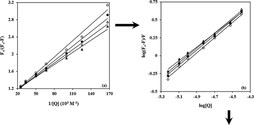 Figure 3. (a) Modified Stern–Volmer plots, (b) double logarithm plots of the interaction between BIM and α-casein at 20°C (▲), 25°C (∆), 30°C (●), and 37°C (○).