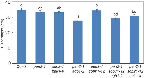 Figure 4. Quantitative analysis of Arabidopsis mutant plant height.Plant height was measured in 4-month-old Arabidopsis mutant plants for at least 30 plants per genotype. Values are presented as mean ± standard error, n = 3 independent experiments. Bars with the same lowercase letters are not statistically significantly different (p > 0.05).