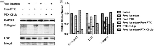 Figure 6. (A) Analysis of relevant proteins expression in tumor tissues after injection of different preparations by Western-blot assay. (B) Semi-quantitative result of the relevant proteins compared with GAPDH by Image J.