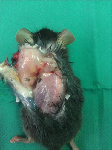 Figure 5 BALBC mouse with tumor.