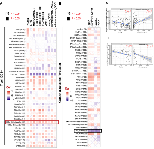 Figure 6 Correlation analysis between GALNT6 expression and immune infiltration of T-cell CD8+ (A) and cancer-associated fibroblasts (B). The scatterplot data of the GALNT6 expression level in SKCM metastasis (C) and TGCT (D).