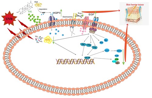 Figure 8. The mechanism for repairs effects of TAL.