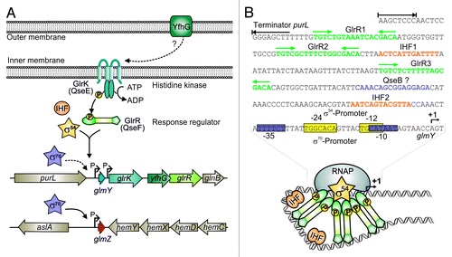 Figure 4. Control of GlmY and GlmZ expression in E. coli. (A) Genomic context of genes glmY and glmZ and role of the TCS GlrK/GlrR (QseE/QseF) for glmY transcription. GlmY can be transcribed from overlapping σ70/σ54 promoters. Transcription of glmY by σ54 RNA-polymerase relies on activator protein GlrR and integration host factor (IHF). GlrR is a response regulator and requires phosphorylation by histidine kinase GlrK for increased DNA binding activity. The TCS GlrK/GlrR is encoded downstream of glmY within the glrK-yfhG-glrR locus, suggesting a functional connection with outer membrane protein YfhG. In E. coli, glmZ is transcribed from a constitutively active σ70 promoter. (B) The glmY promoter in E. coli K12. The sequences of the overlapping σ70/σ54 promoters are boxed in purple and yellow, respectively. The GlrR and IHF binding sites are depicted in green and orange. A putative binding site for response regulator QseB is marked in purple. Formation of the open complex by σ54 RNA-polymerase requires interaction of σ54 with a GlrR hexamer. This process is facilitated by the DNA bending activity of IHF (bottom).
