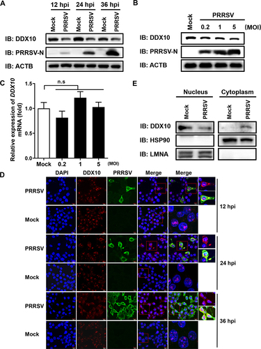 Figure 4. PRRSV infection facilities DDX10 translocation from the nucleus to the cytoplasm and decreases DDX10 protein expression. (A) iPAMs were infected with PRRSV (MOI = 0.5). At 12, 24, and 36 hpi, the cells were collected for western blotting. (B and C) iPAMs were infected with increasing doses of PRRSV (MOI = 0.2, 1, or 5). At 24 hpi, the cells were collected for western blotting (B) or qRT-PCR (C). The data shown are the means ± SD of three independent experiments. n.s., not significant. (D) iPAMs cultured on microscope coverslips were infected with PRRSV (MOI = 0.5). At 12, 24, and 36 hpi, the cells were fixed, and the subcellular localizations of DDX10 and the PRRSV N protein were analyzed by IFA. Nuclei were counterstained with DAPI. Fluorescent images were acquired with a confocal laser scanning microscope (Fluoviewver.3.1; Olympus, Japan). (E) iPAMs grown in 100-mm plates were mock-infected or infected with PRRSV (MOI = 0.5). At 24 hpi, the cells were collected for a nuclear and cytosolic fractionation assay to detect DDX10 expression in the nucleus and cytoplasm.