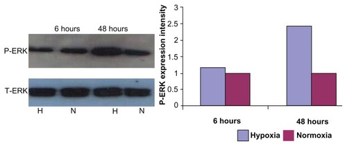 Figure 6 Expression of P-ERK and T-ERK by western blot.