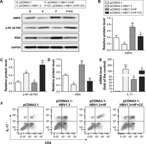 Figure 4 HF inhibits HBV infection via AMPK-mediated NF-κB p65 inactivation. Rats in pCDNA3.1-HBV1.3+HF+CC group were transfected with pCDNA3.1-HBV1.3 and supplied with HF and CC. (A) Relative protein levels of AMPK, p-NF-κB P65, and IKBA in transfected rats were assayed through Western blot. (B–D) Quantitation of the expression of AMPK, p-NF-κB P65, and IKBA in (A), respectively. (E) Relative mRNA level of IL-17 in transfected rats was assayed by qRT-PCR. (F) The frequency of CD4+IL-17+ T-cells in the peripheral blood of transfected rats was detected through flow cytometry. The bars show mean ± standard deviation of 3 independent experiments. *P<0.05, ***P<0.001 compared with pCDNA3.1 group; #P<0.05, ##P<0.01 compared with pCDNA3.1-HBV1.3 group; $P<0.05, $$P<0.01 compared with pCDNA3.1-HBV1.3+HF group.
