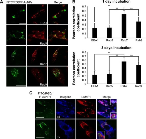 Figure 3 Colocalization of RGD/P-AuNPs with protein markers of early/late endosomes and lysosomes in MDA-MB-231.Notes: (A) Confocal immunofluorescence images show localization of FITC-conjugated RGD/P-AuNPs (FITC/RGD/P-AuNPs) (green) and protein markers of endosome/lysosome (red) in cells. MDA-MB-231 cells were cultured with FITC/RGD/P-AuNPs, and then markers of early endosomes (EEA1/Rab5) and late endosomes (Rab7/Rab9) were labeled with antibodies. Bar, 25 μm. (B) Colocalization analysis of FITC/RGD/P-AuNPs and proteins of endosome were quantified by Pearson’s correlation coefficient using ImageJ software. RGD/P-AuNPs were incubated with MDA-MB-231 cells for 1 day or 3 days. Columns, mean (n>10), bars, SD, **P<0.01. (C) Immunofluorescence images of FITC/RGD/P-AuNPs (green), integrins (blue) and LAMP1 (red). Integrins were labeled with an anti-α5-integrin or αv-integrin antibody coupled to an Alexa 647-labeled anti-mouse IgG antibody. LAMP1 was labeled with anti-LAMP1 rabbit monoclonal antibody coupled to an Alexa 567-labeled anti-rabbit IgG antibody, which served as a marker of lysosomes. Bar, 25 μm.Abbreviations: RGD/P-AuNP, polyethylene-glycolylated gold nanoparticle (P-AuNP) conjugated with Arg–Gly–Asp (RGD) peptides; FITC, fluorescein isothiocyanate; EEA1, early endosome antigen 1; SD, standard deviation; LAMP1, lysosomal-associated membrane protein 1; IgG, Immunoglobulin G.