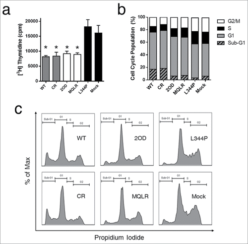 Figure 5. Dimers of p53 inhibit DNA synthesis and cause cell cycle arrest in cells. (A) Thymidine incorporation assay in H1299 cells expressing p53 oligomeric variants. Each histogram bar represents the mean value ± SEM (n = 3). *p < 0 .05 compared to L344P. (B) Cell cycle analysis of H1299 cells expressing p53 oligomeric variants. (C) Representative flow cytometric plots of cell cycle analysis showing DNA content distributions.